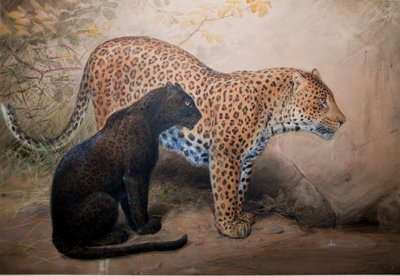 Leopards, 1851-69 by Joseph Wolf
